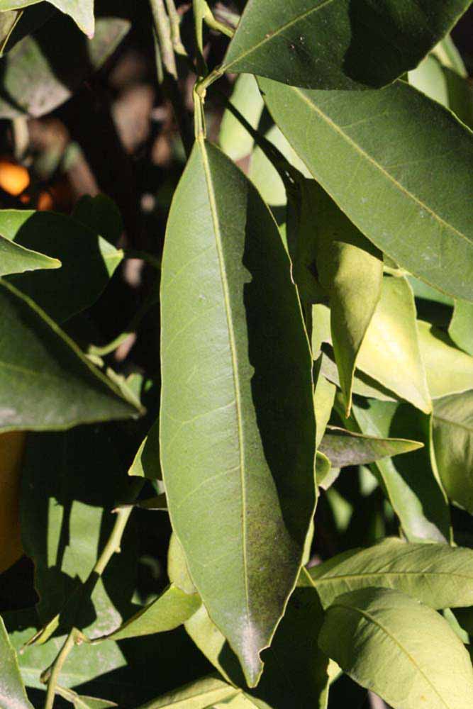              Unifoliolate leaf (Riverside, CA)       
